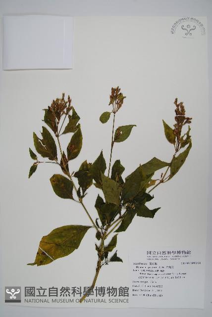 六角英, 槍刀菜藏品圖，第1張