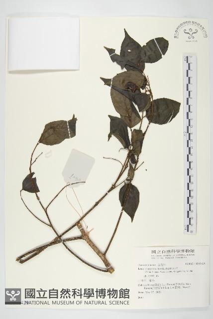 登錄號:S140429藏品圖，第1張