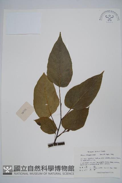 長毛八角楓藏品圖，第1張