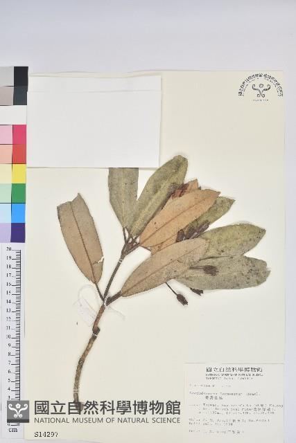 黃花鼠尾草藏品圖，第1張