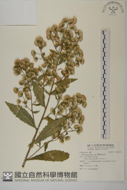 薄葉艾納香藏品圖，第1張