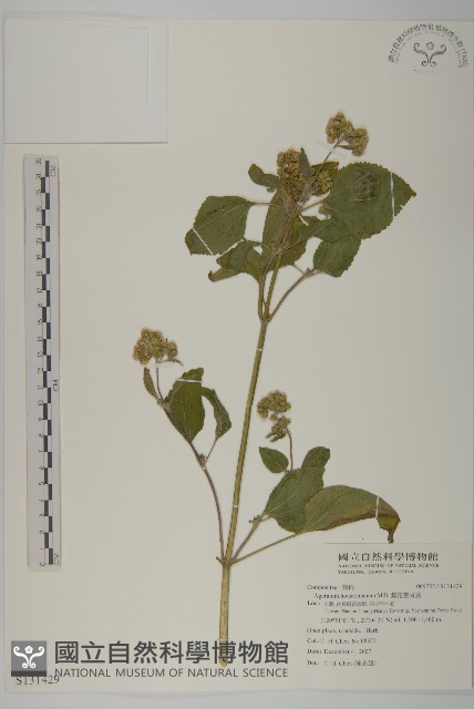紫花霍香薊藏品圖，第1張