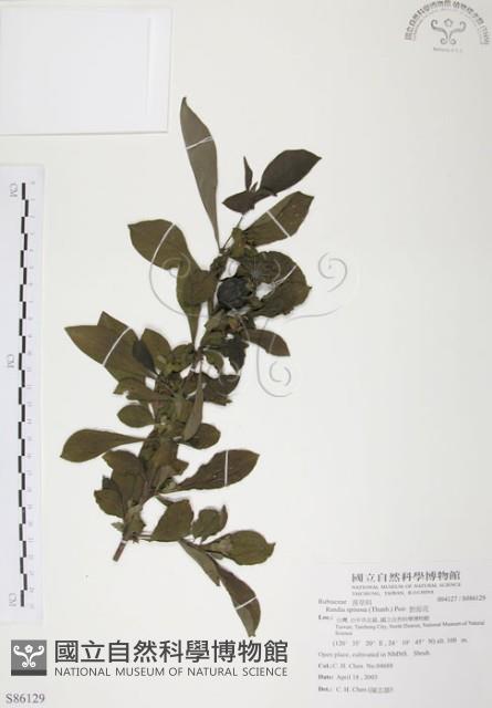 對面花藏品圖，第1張