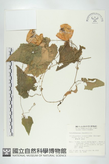 王瓜藏品圖，第1張