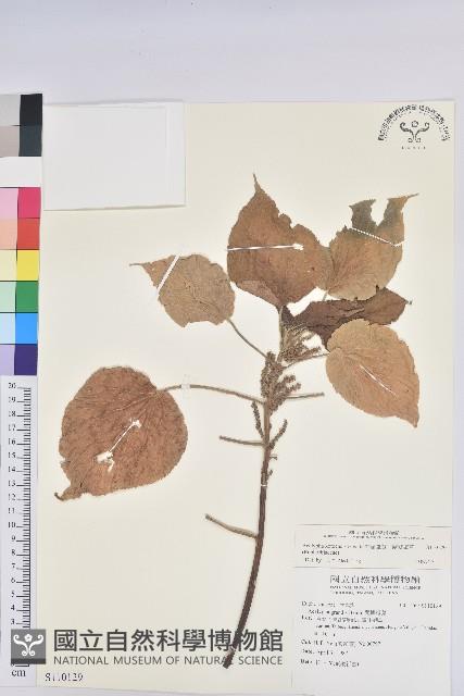 紅頭鐵莧、蘭嶼鐵莧藏品圖，第1張