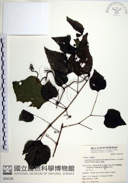 漢氏山葡萄藏品圖，第1張