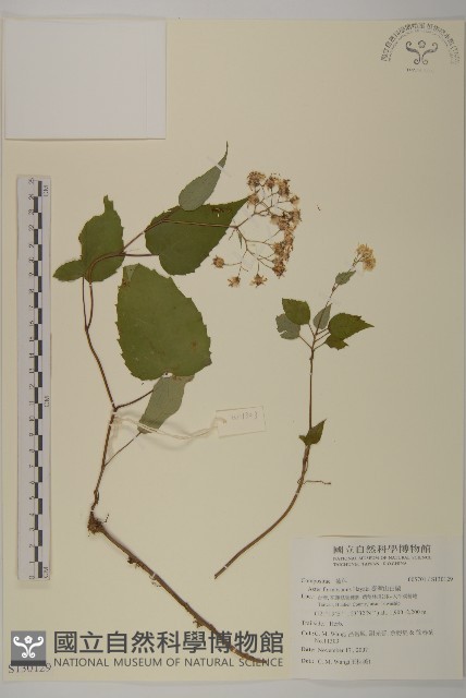 臺灣山白蘭藏品圖，第1張