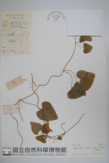 Accession Number:S030129 Collection Image, Figure 1, Total 2 Figures