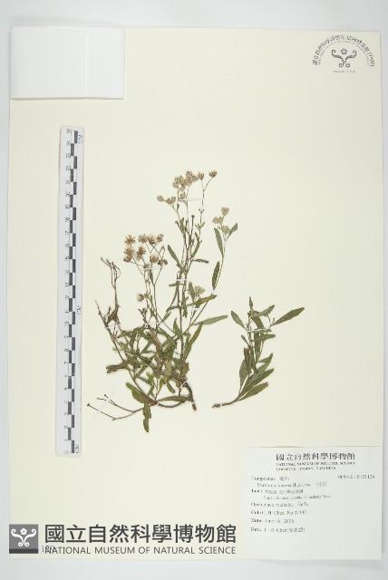 一枝香藏品圖，第1張