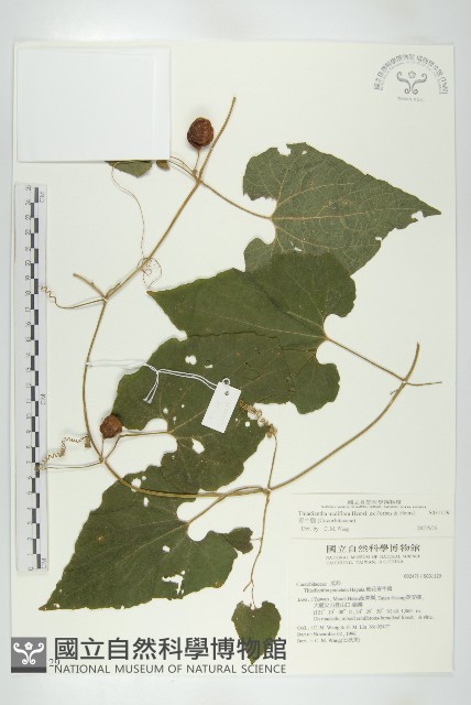 青牛膽藏品圖，第1張