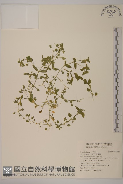 繁縷藏品圖，第1張