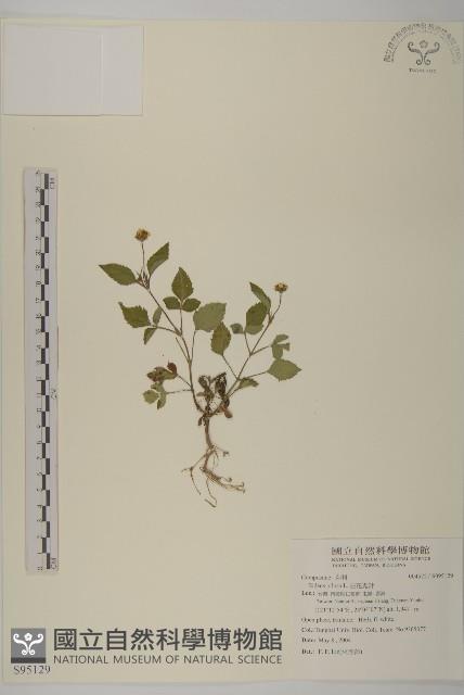 白花鬼針藏品圖，第1張