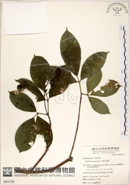 三葉山香圓藏品圖，第1張