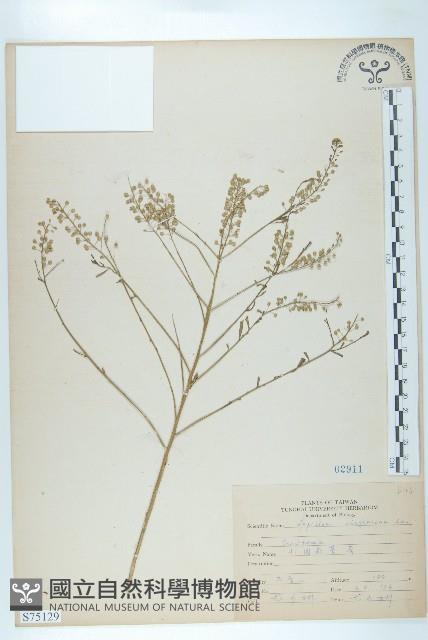 獨行菜藏品圖，第1張