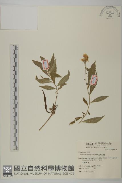 臺灣馬蘭藏品圖，第1張