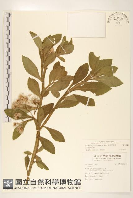 翼莖闊苞菊藏品圖，第1張