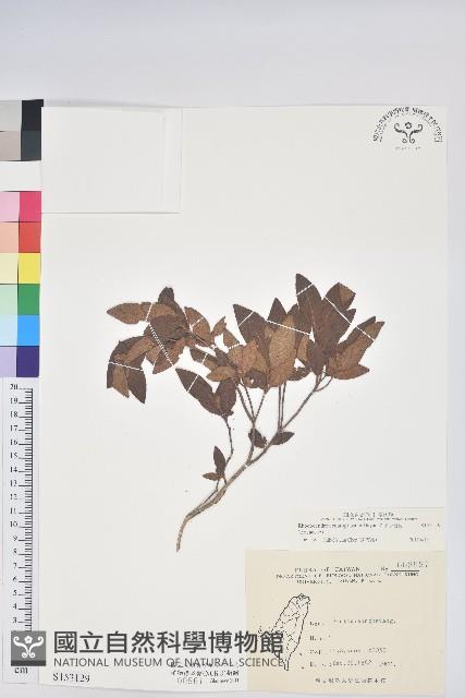 紅毛杜鵑藏品圖，第1張