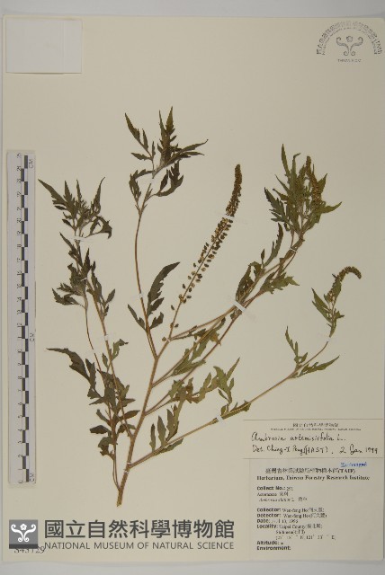 豬草、瘤果菊藏品圖，第1張