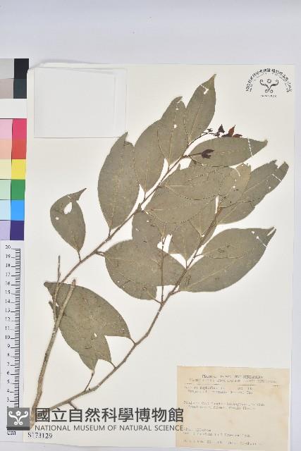 南仁鐵色藏品圖，第1張