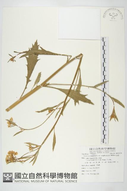 油菜藏品圖，第1張