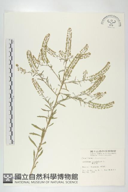 獨行菜藏品圖，第1張