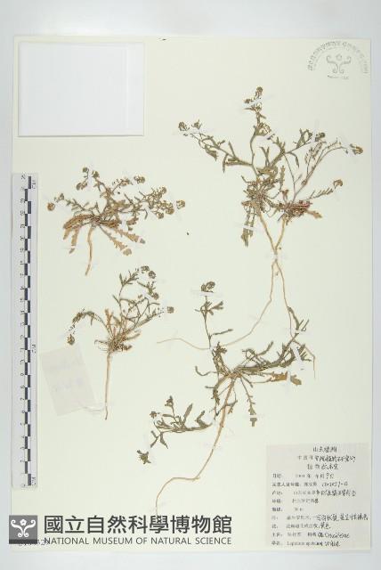 腺獨行菜藏品圖，第1張
