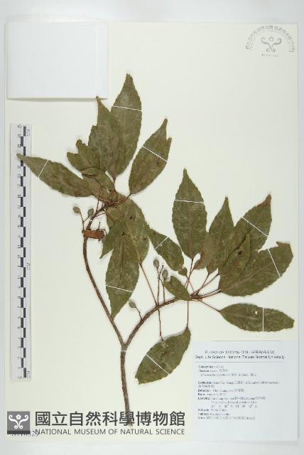 薯豆藏品圖，第1張