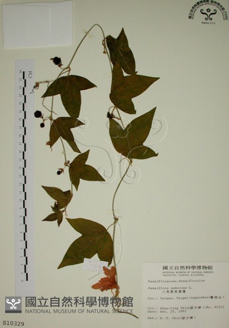 三角葉西番蓮藏品圖，第1張