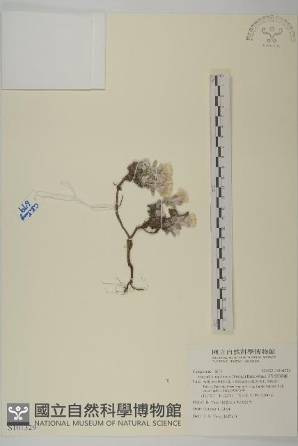 尼泊爾籟簫藏品圖，第1張