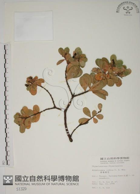 南嶺蕘花藏品圖，第1張