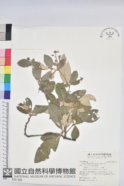 裡白巴豆藏品圖，第1張