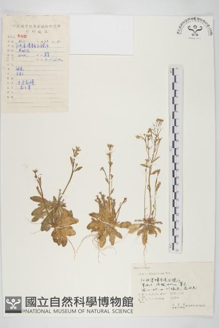 匐匍南薺藏品圖，第1張