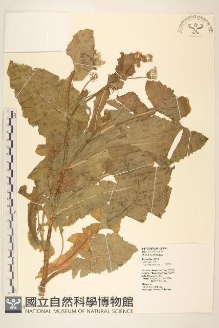 苦苣菜藏品圖，第1張