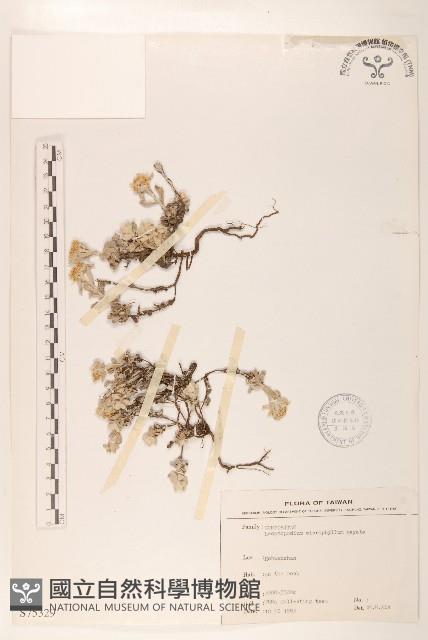 尼泊爾籟簫藏品圖，第1張