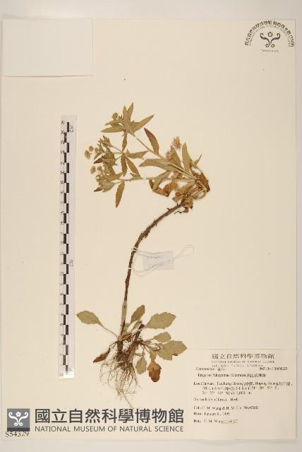 福山氏飛蓬藏品圖，第1張