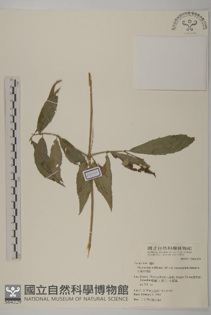 大頭艾納香藏品圖，第1張