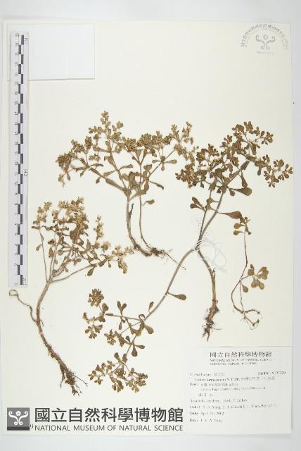 台灣佛甲草、石板菜藏品圖，第1張