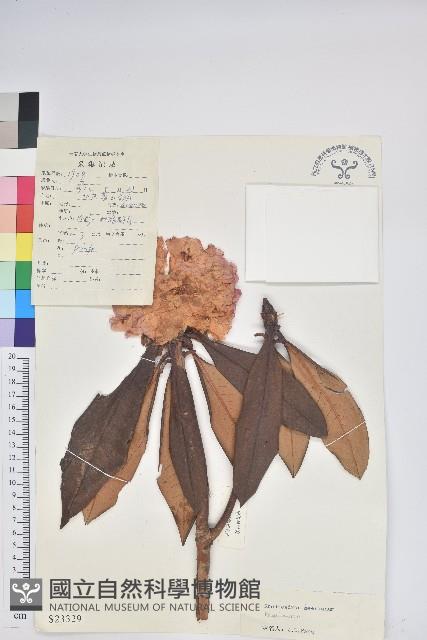 寬鐘杜鵑藏品圖，第1張