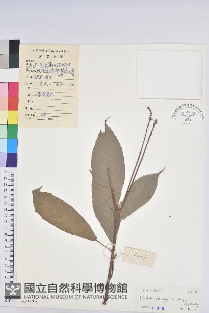 山苦茶、鷓鴣茶藏品圖，第1張