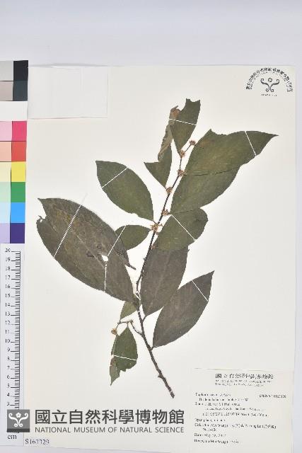 刺杜密藏品圖，第1張