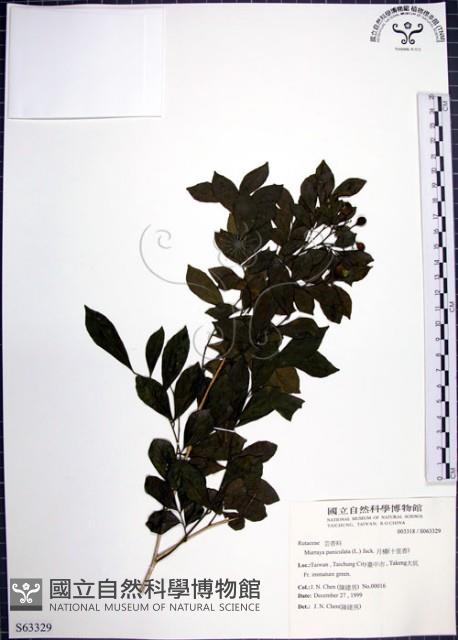 月橘藏品圖，第1張