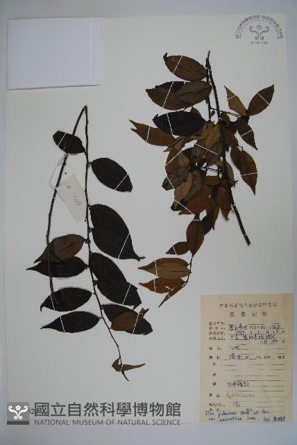 登錄號:S083329藏品圖，第1張