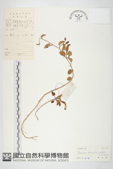 厚葉牽牛藏品圖，第1張