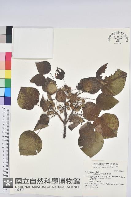 圓葉血桐藏品圖，第1張