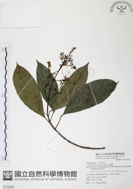 山香圓藏品圖，第1張