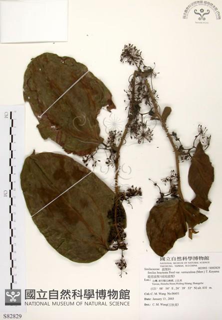 糙莖菝契、疣枝菝契藏品圖，第1張