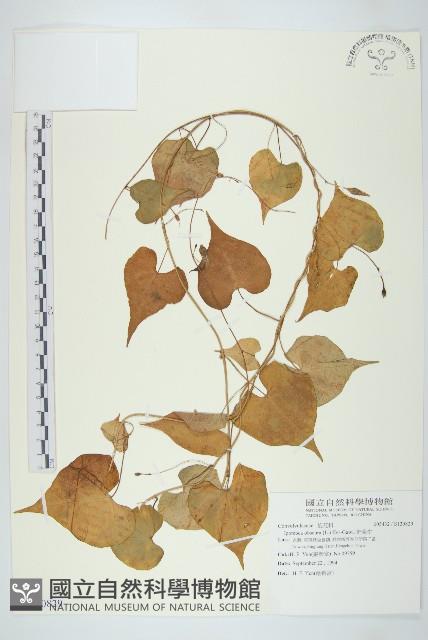 野牽牛藏品圖，第1張