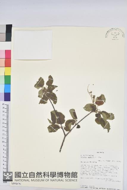 登錄號:S100829藏品圖，第1張