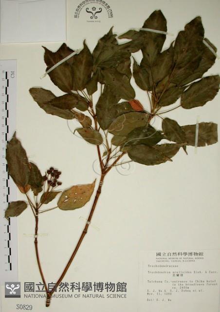 昆欄樹藏品圖，第1張