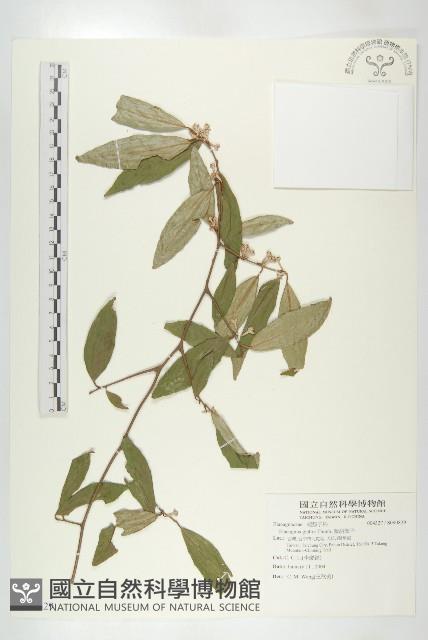 藤胡頹子藏品圖，第1張